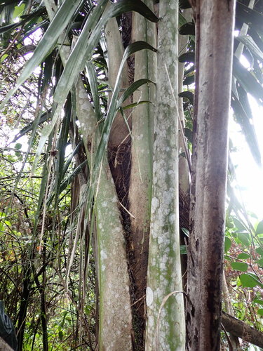 Ravenea robustior