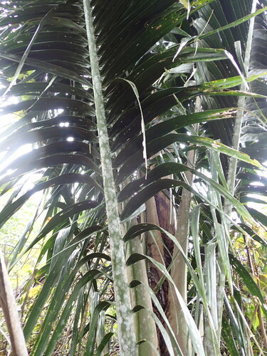 Ravenea robustior