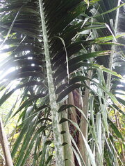 Ravenea robustior, photograph (c) Louis Aureglia, some rights reserved (CC BY)