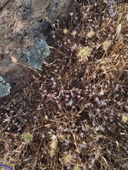 Polygonum bidwelliae