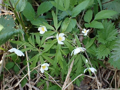Anemonoides caerulea (Anemonoides caerulea)