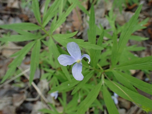 Anemonoides caerulea (Anemonoides caerulea)