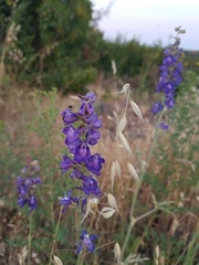 Delphinium hansenii