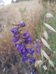 Delphinium hansenii