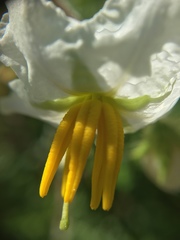 Solanum carolinense