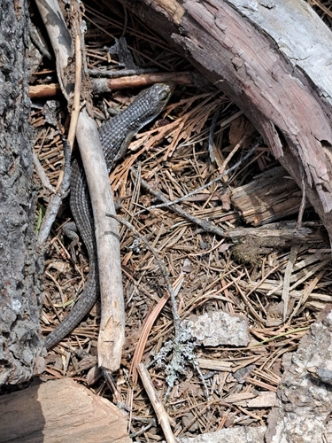 iNaturalist observation photo of Northern Alligator Lizard