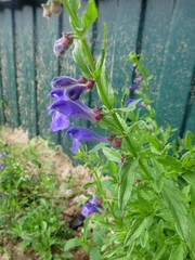Scutellaria scordifolia