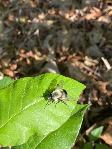 Eastern Swiftwing photo 4