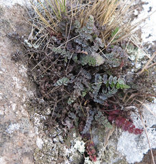 Gingidia enysii peninsulare