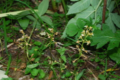 Oreorchis patens