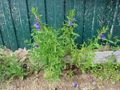Scutellaria scordifolia