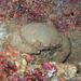 Sleepy Sponge Crab - Photo (c) David R, some rights reserved (CC BY-NC)