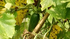 Benincasa hispida chieh-qua