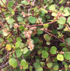 Muehlenbeckia complexa complexa