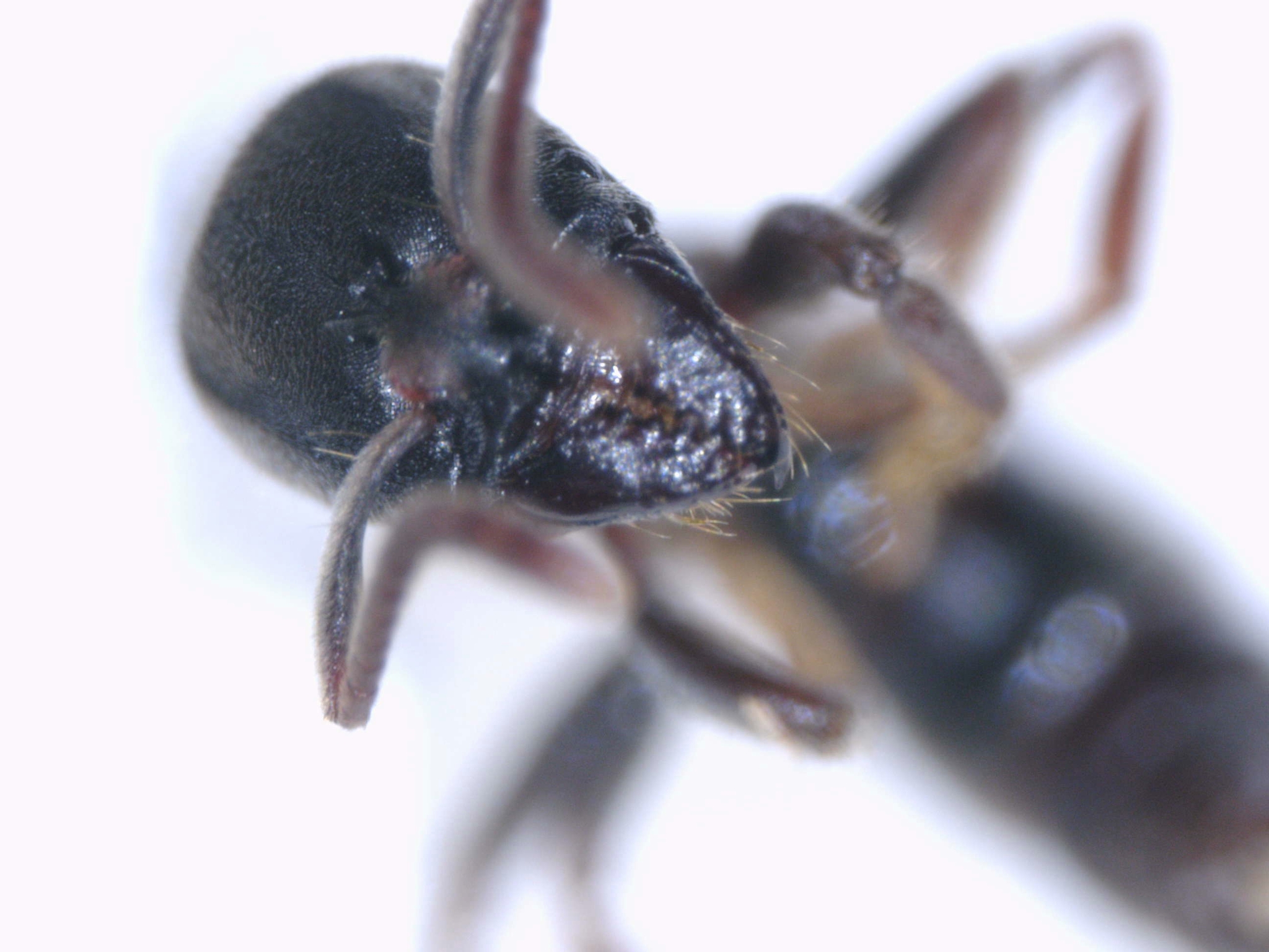Pseudoponera cognata