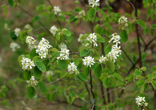 Varpinė medlieva nuotrauka