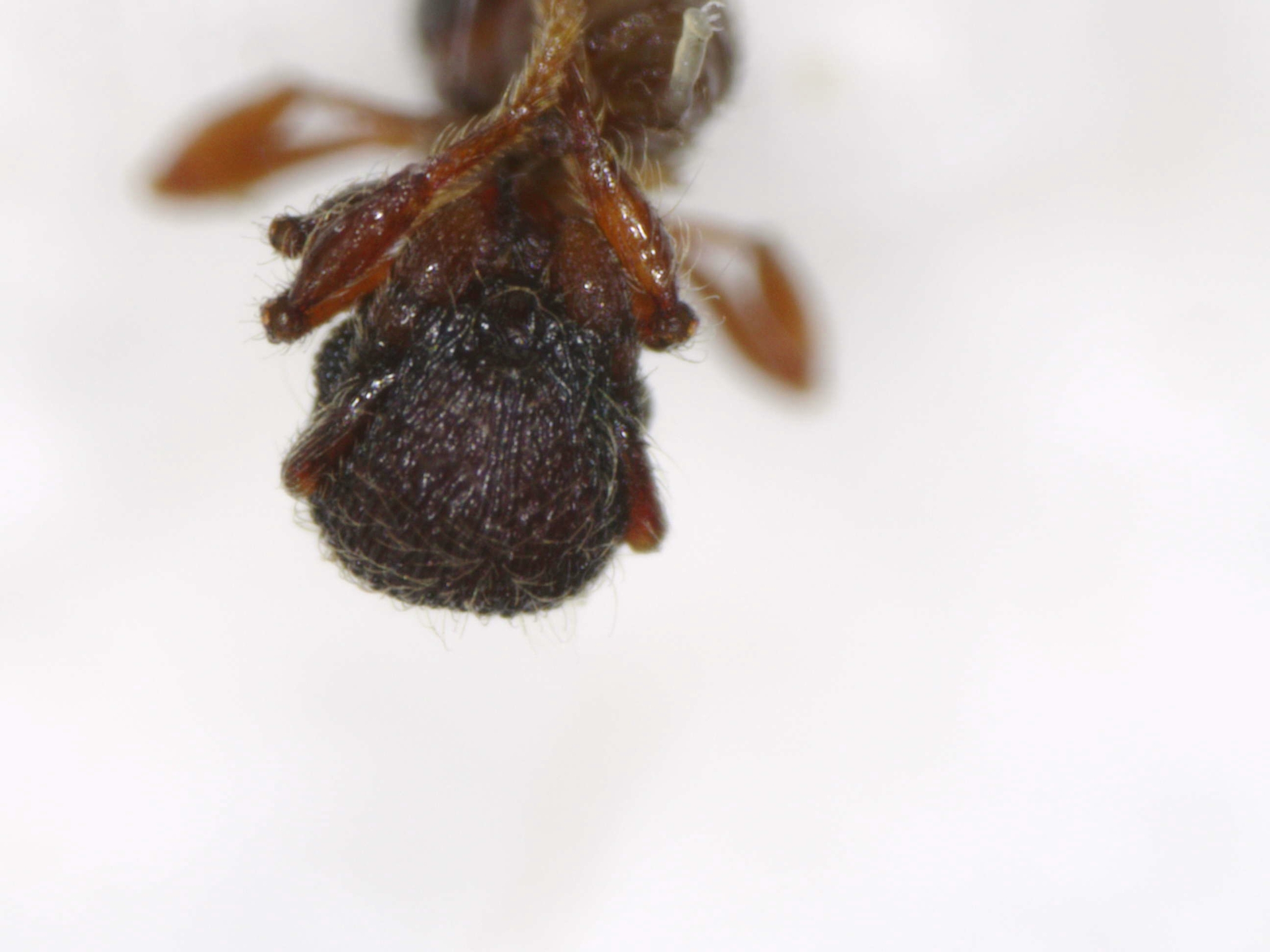 Lachnomyrmex scrobiculatus