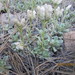 Antennaria parvifolia - Photo (c) Ali, μερικά δικαιώματα διατηρούνται (CC BY-NC), uploaded by Ali