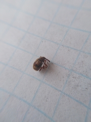 Anthonomus rectirostris