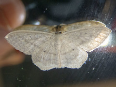 Scopula perlata
