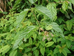 Rubus kawakamii