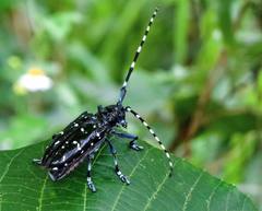 Anoplophora chinensis