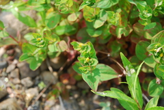 Hypericum kamtschaticum