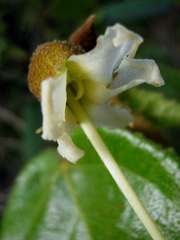 Helicteres laciniosa
