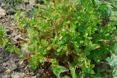 Hypericum kamtschaticum