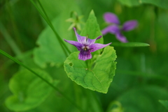 Viola kamtschadalorum
