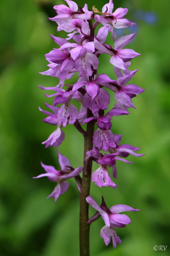 Representative image of Orchis mascula