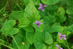 Viola kamtschadalorum