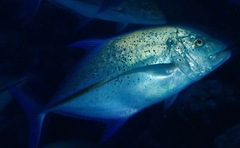 Bluefin Trevally