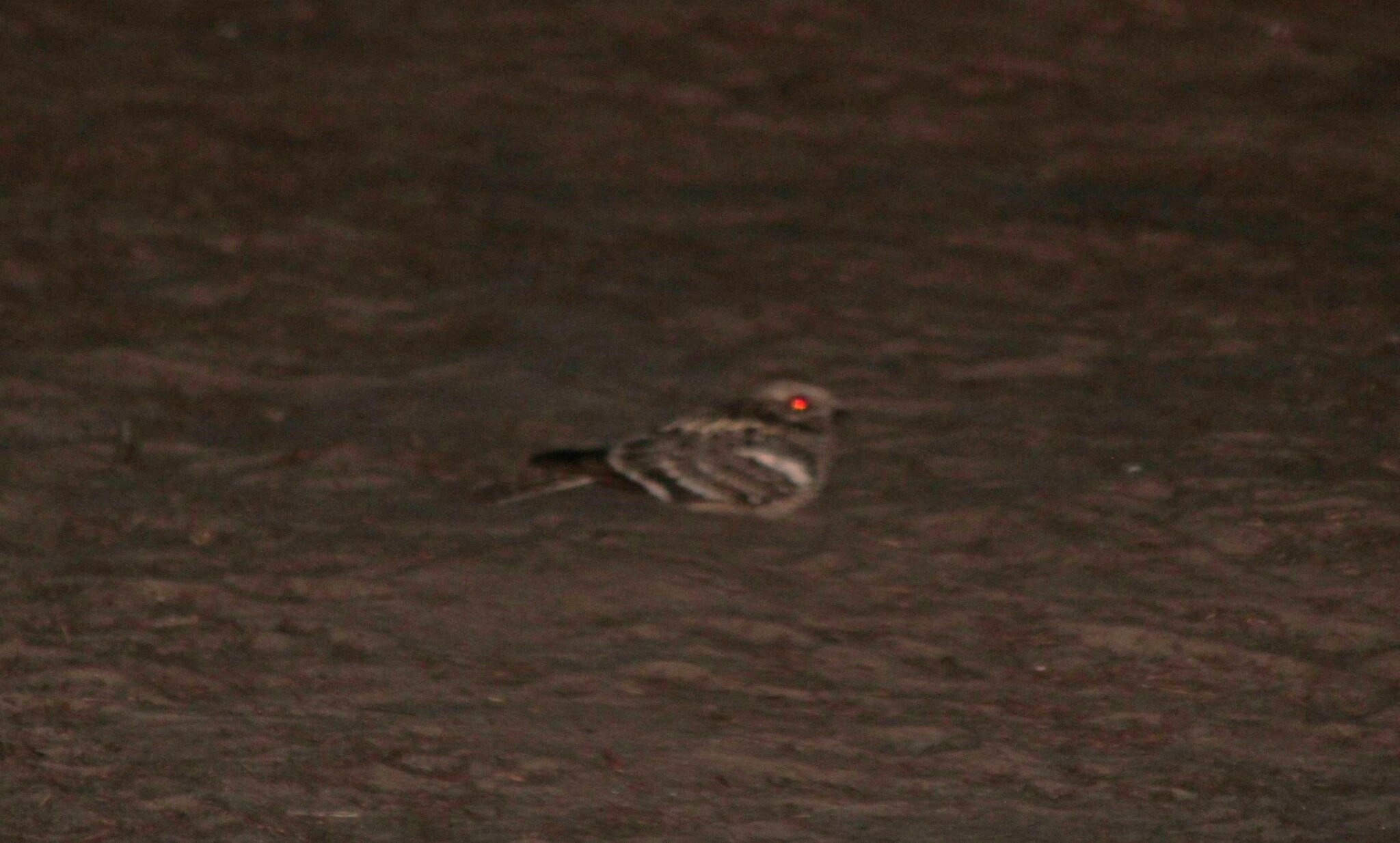 Square-tailed Nightjar (Caprimulgus fossii), photo 2