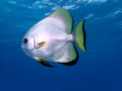 Platax boersii