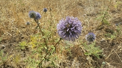 Echinops adenocaulos