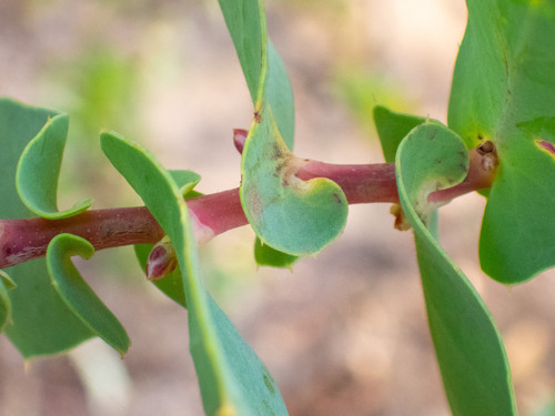 Harsh Hakea