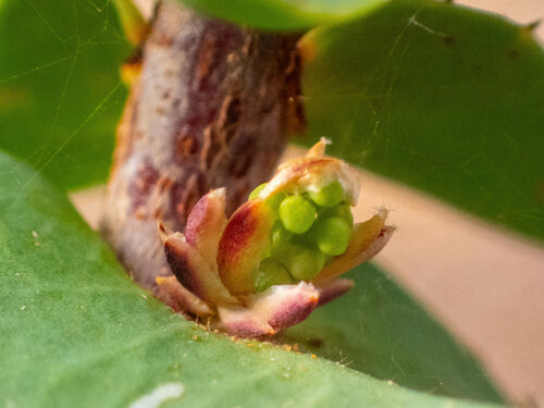 Harsh Hakea
