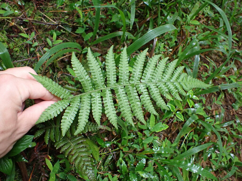 Christella multifrons