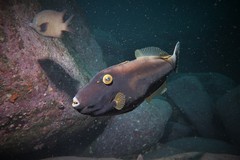 Eubalichthys bucephalus