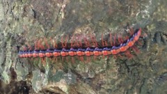 Helicorthomorpha holstii