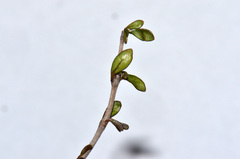 Coprosma decurva