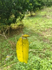 Gasteracantha diadesmia