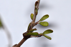 Coprosma decurva