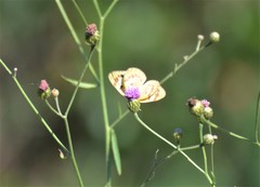 Colotis calais calais