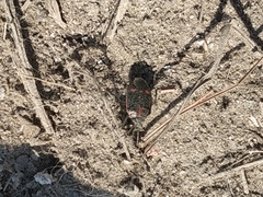 Eurydema
