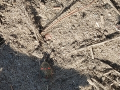 Eurydema
