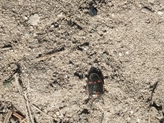 Eurydema