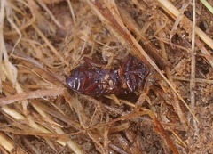 Uloma tenebrionoides