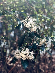 Pavetta hongkongensis